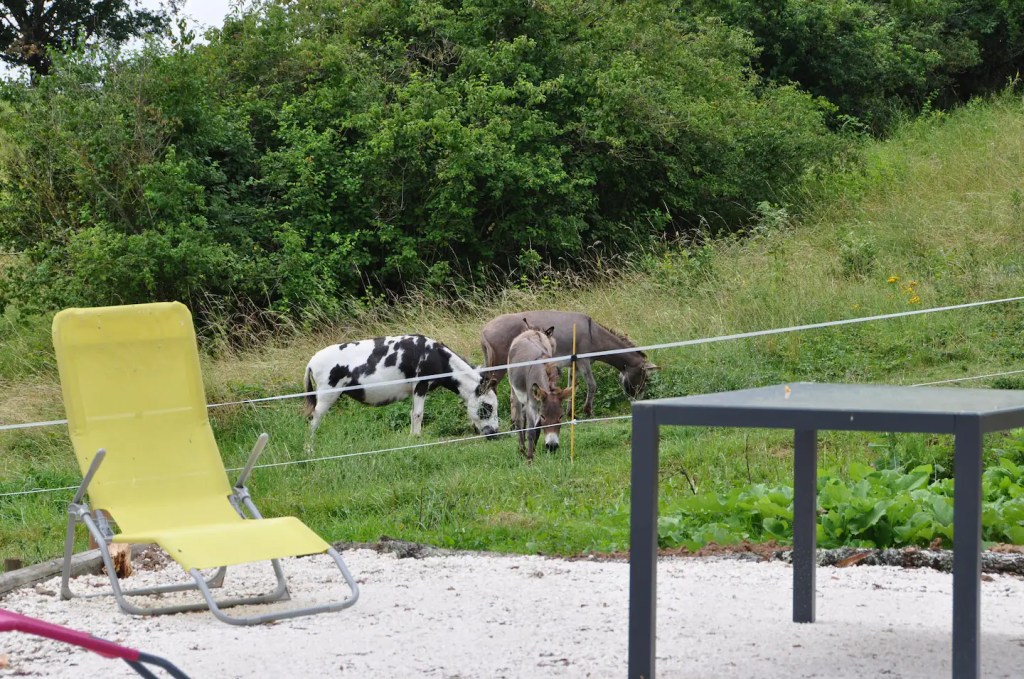 Les ânes paissent paisiblement près de la terrasse